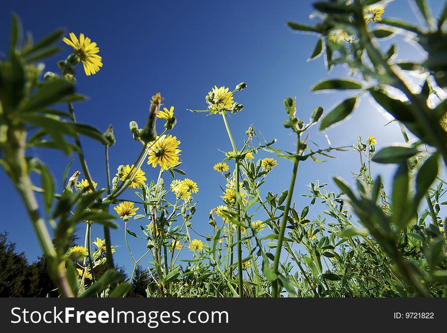 Group of yellow flowers photographed from below