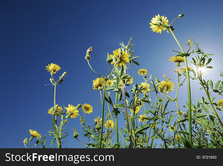 Group of yellow flowers photographed from below