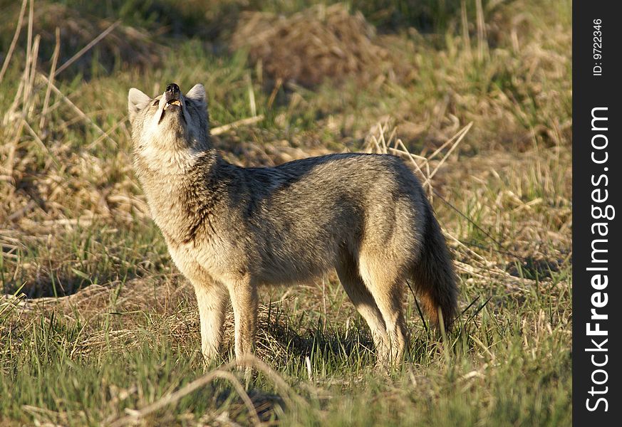 Coyote howling in the wild in early spring.