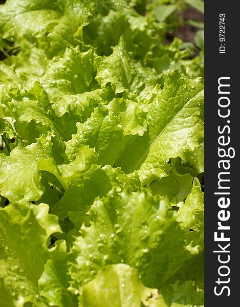 Garden bed of lettuce