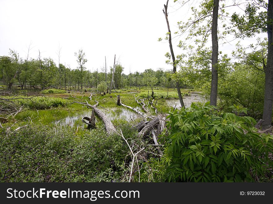 Twisted trees in bog at dunes state park, Indiana