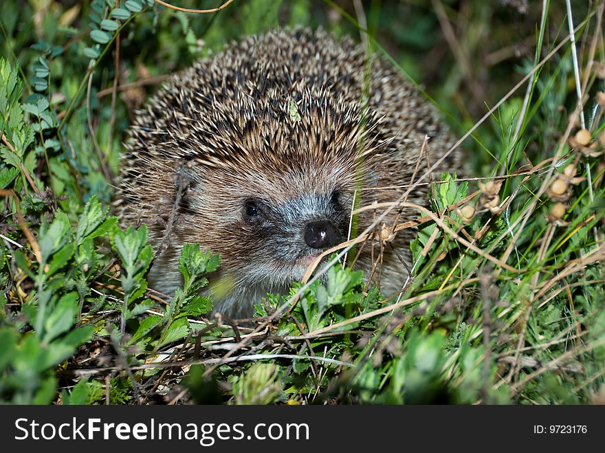 Hedgehog in a grass in a field