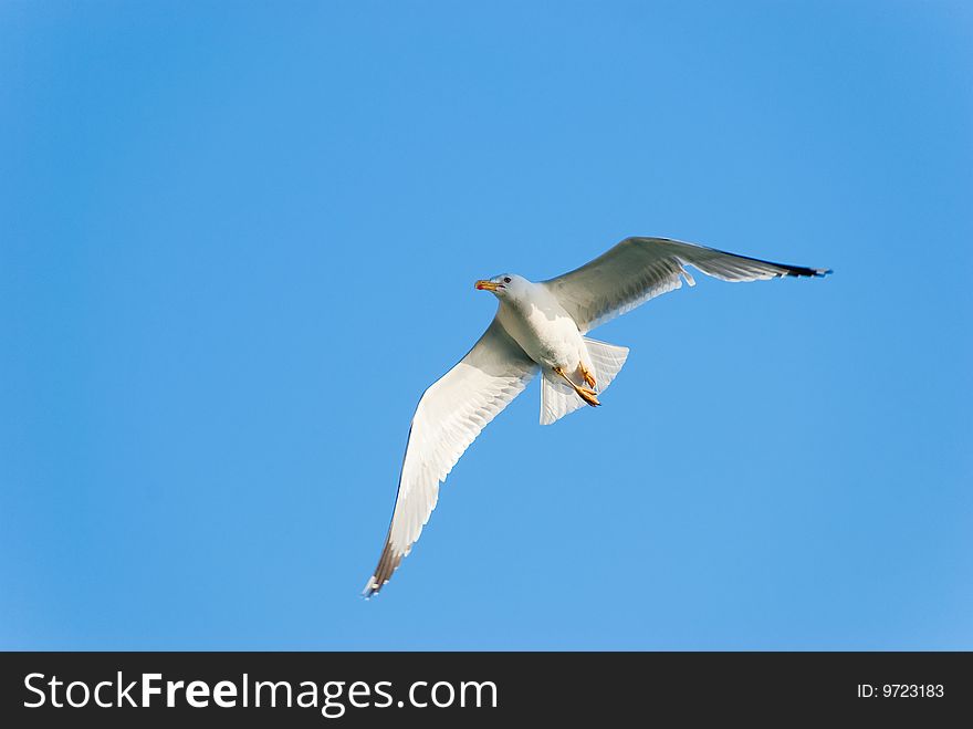 Big seagull soaring in a blue sky. Big seagull soaring in a blue sky