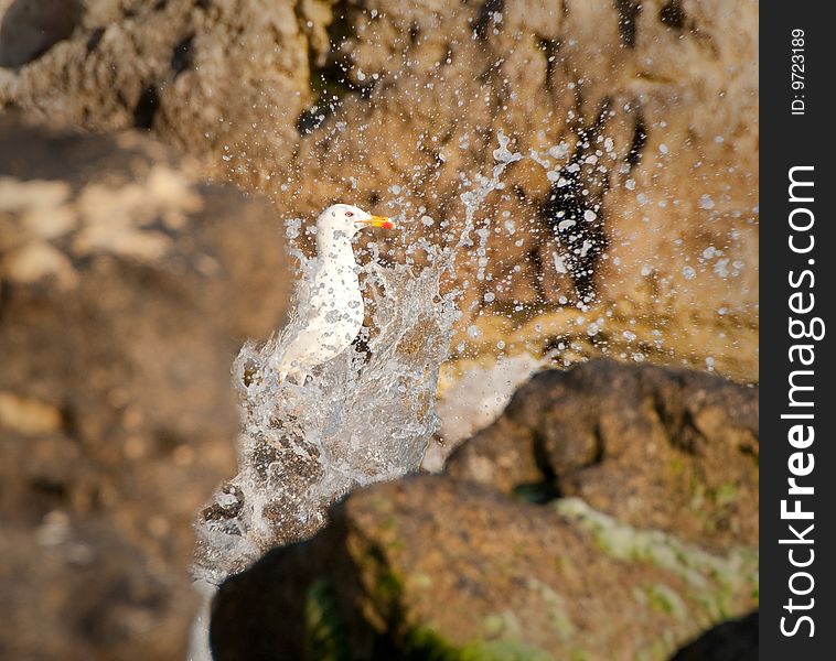 Seagull Enjoys Splashes Of Waves