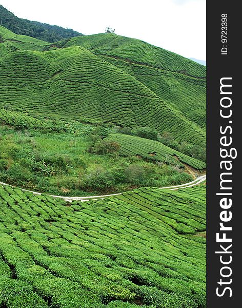 Tea Plantation at Cameron Highlands, Malaysia