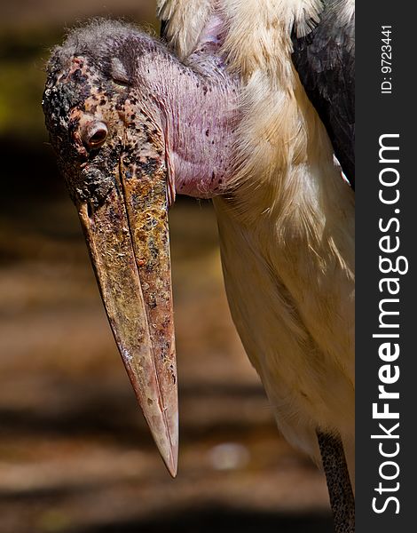 Marabou closeup in the zoo