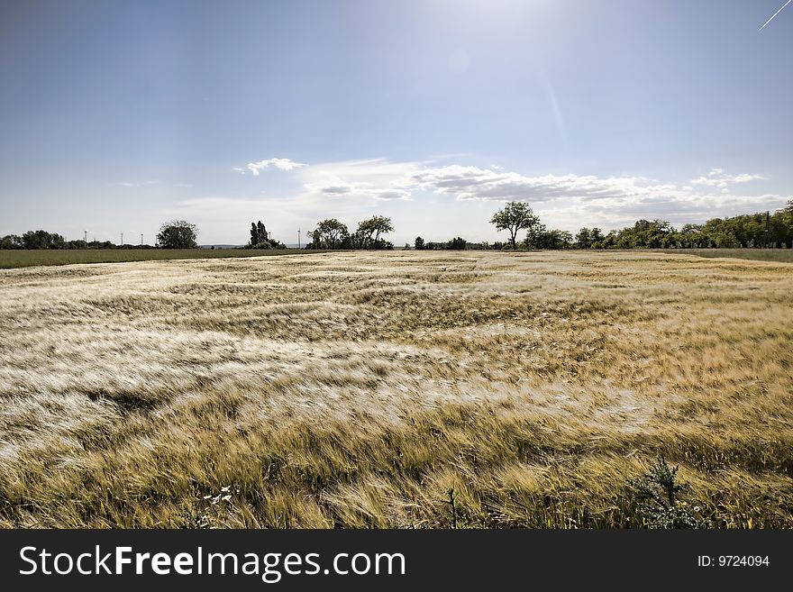 Golden grain under the sun