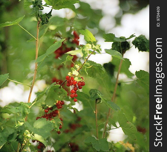 A ripe red currant in summer garden