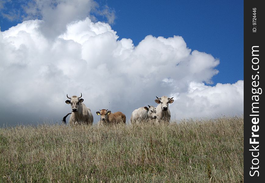 Four cows looking at camera. Four cows looking at camera