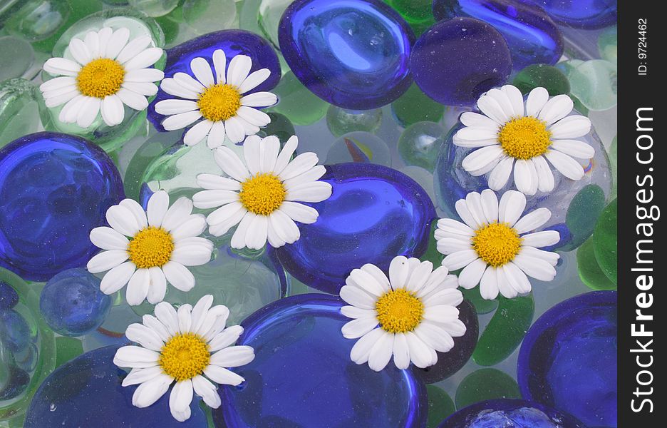 White blooms swimming on water level with blue glassey. White blooms swimming on water level with blue glassey