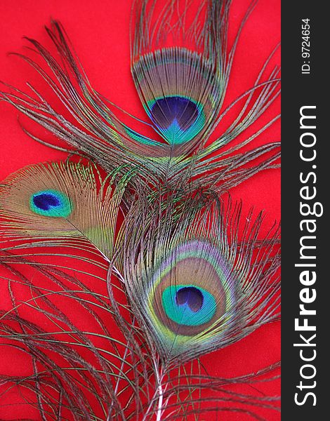 Colorful feathers of peacock on a red background - detail. Colorful feathers of peacock on a red background - detail