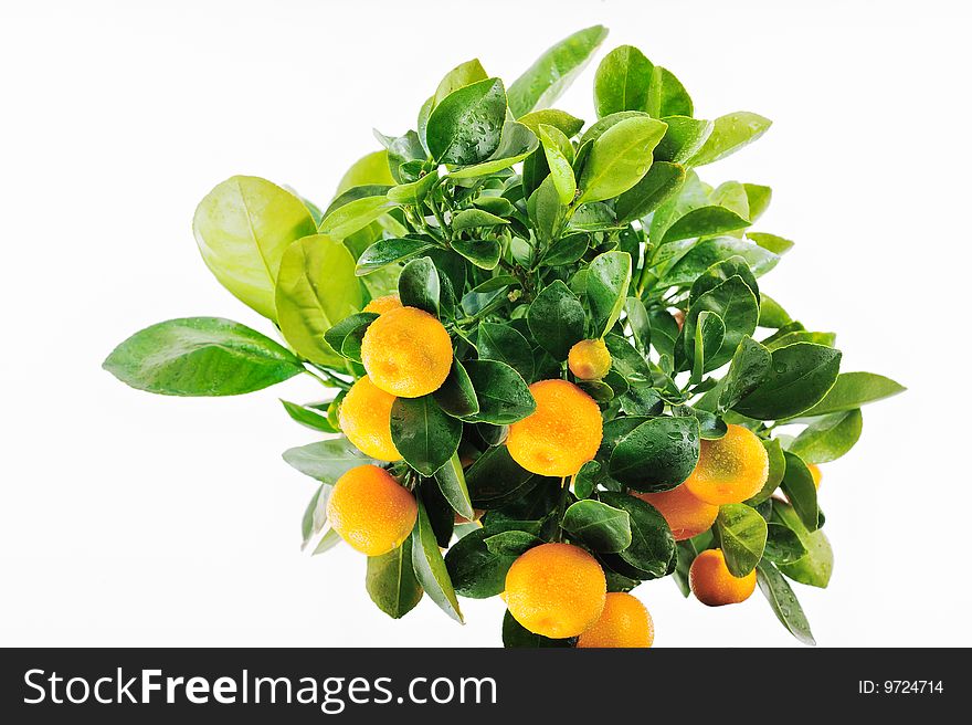 Shrub of the oranges covered with drops of water. Shrub of the oranges covered with drops of water