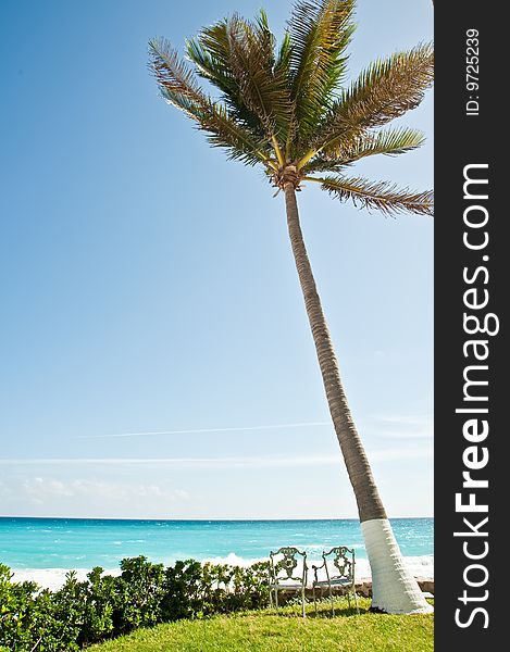 Two white chairs by the beach next to a palm tree. Two white chairs by the beach next to a palm tree