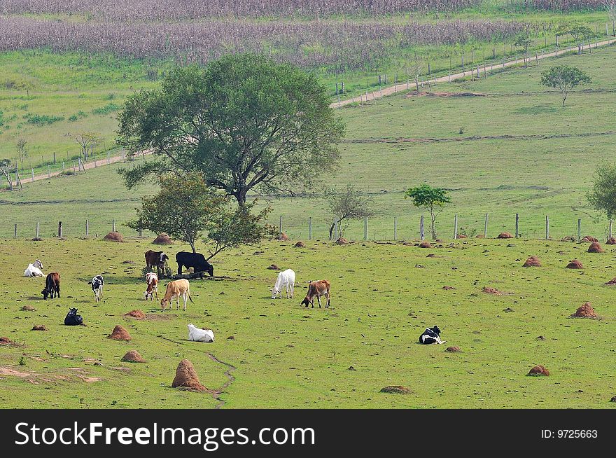 A typical farm scene in the country. A typical farm scene in the country