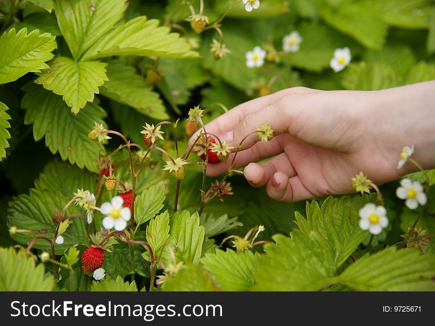 Collection Of Strawberries
