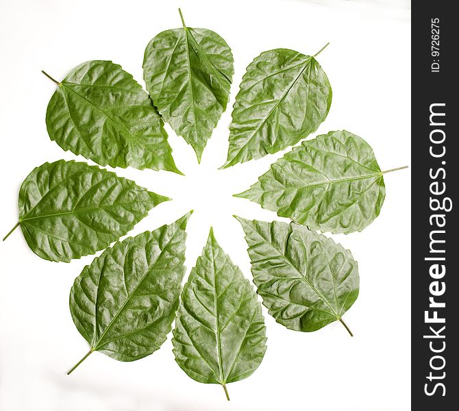 Ornament from green leaves against the white background. Ornament from green leaves against the white background