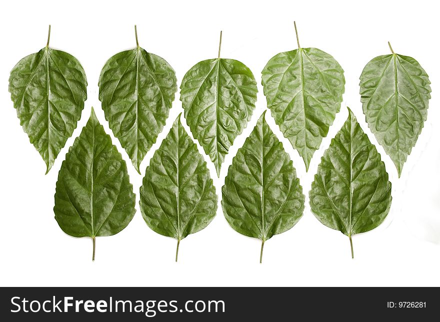 Ornament from green leaves against the white background. Ornament from green leaves against the white background