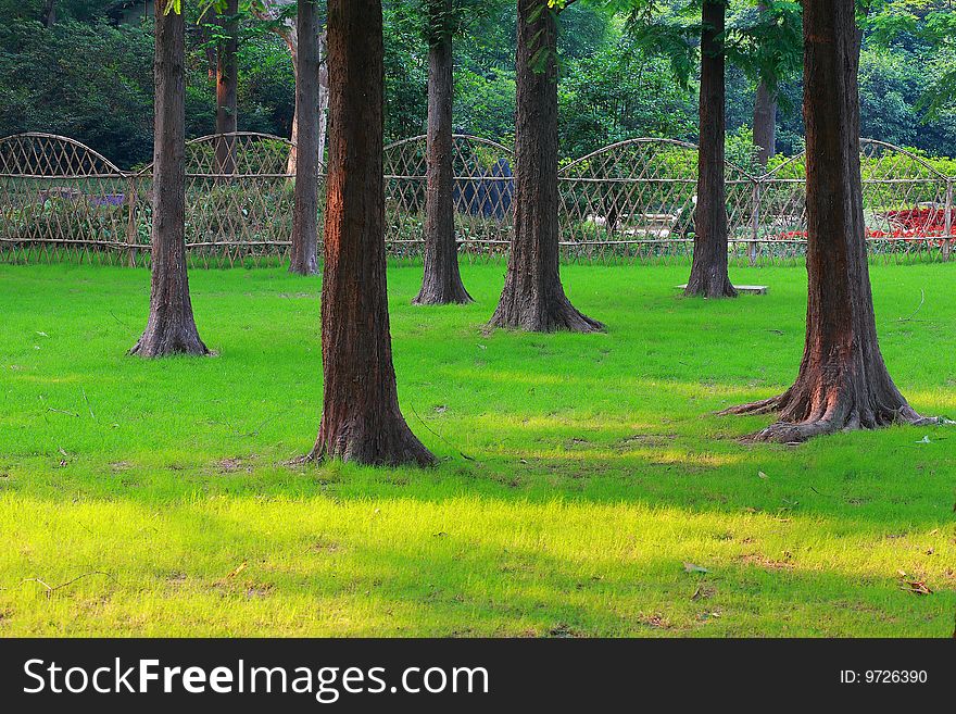 Trees and lawn in a park in summer