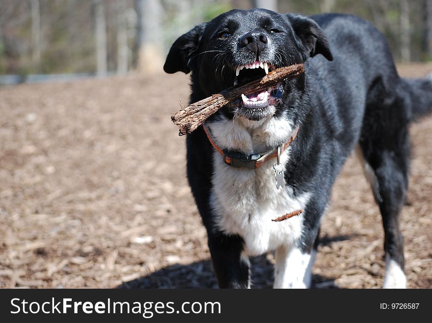 Dog with stick at dog park