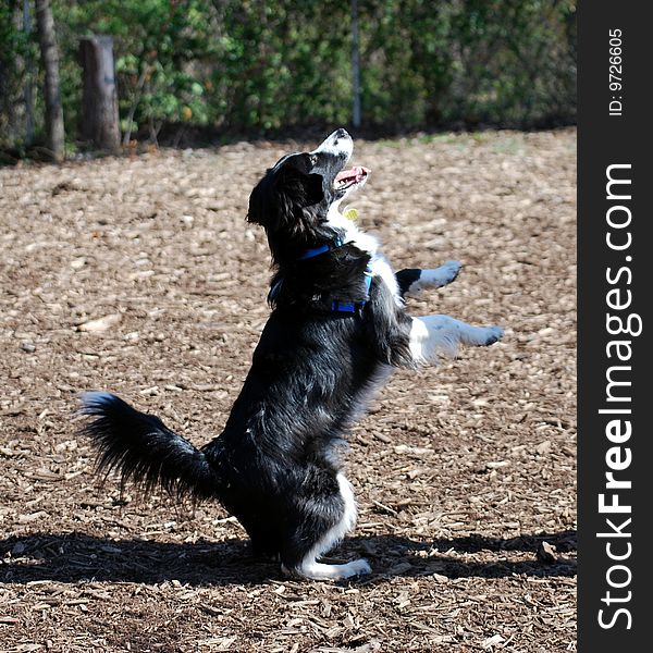 Dog Standing On Hind Legs