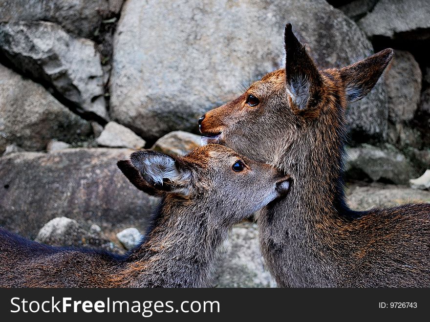 Two deer in Miyajima, Tokyo