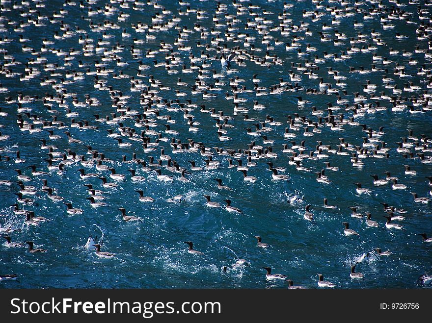 Murres in Resurrection Bay Alaska. Murres in Resurrection Bay Alaska