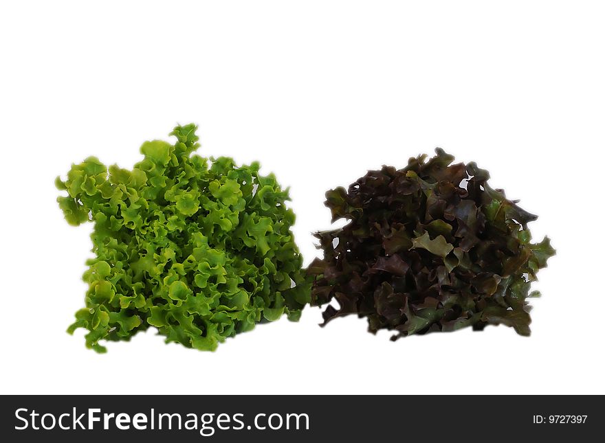 Lettuce On White Background