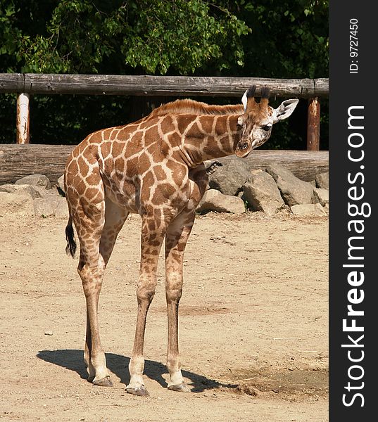 Young giraffe standing in ZOO. Young giraffe standing in ZOO