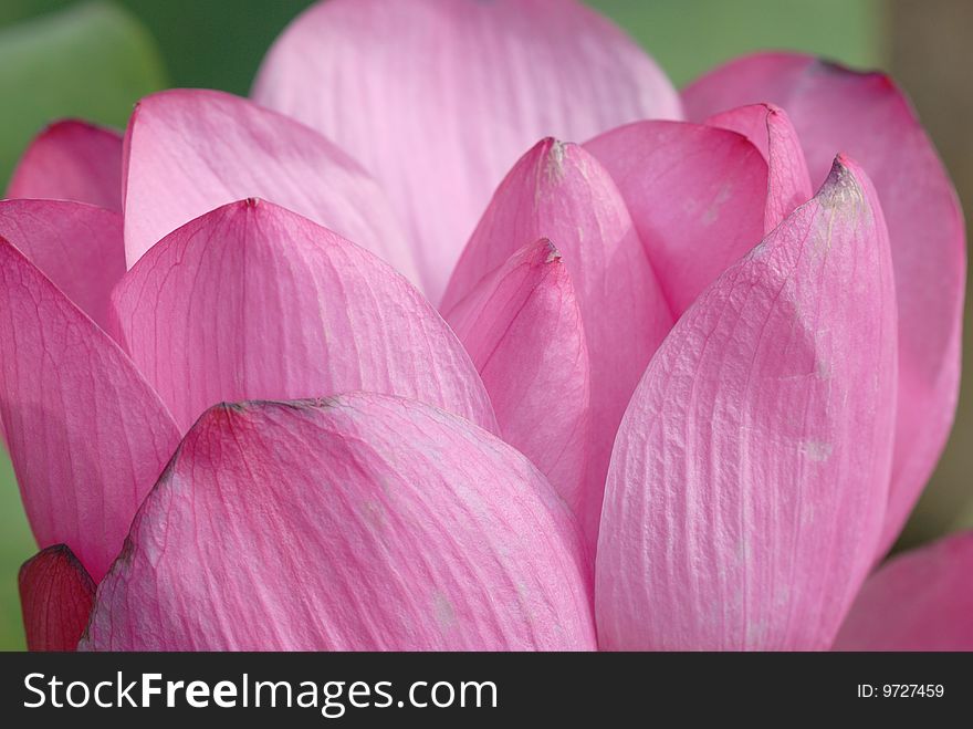 Lotus flower close up shot