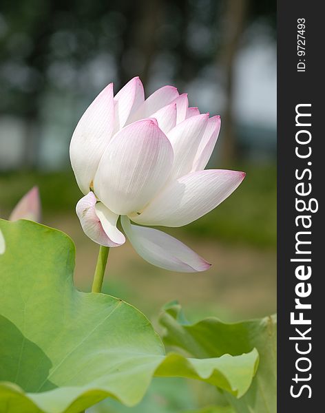 Lotus flower in summer time