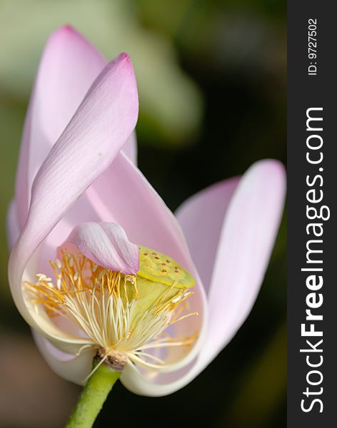 Lotus flower close up shot