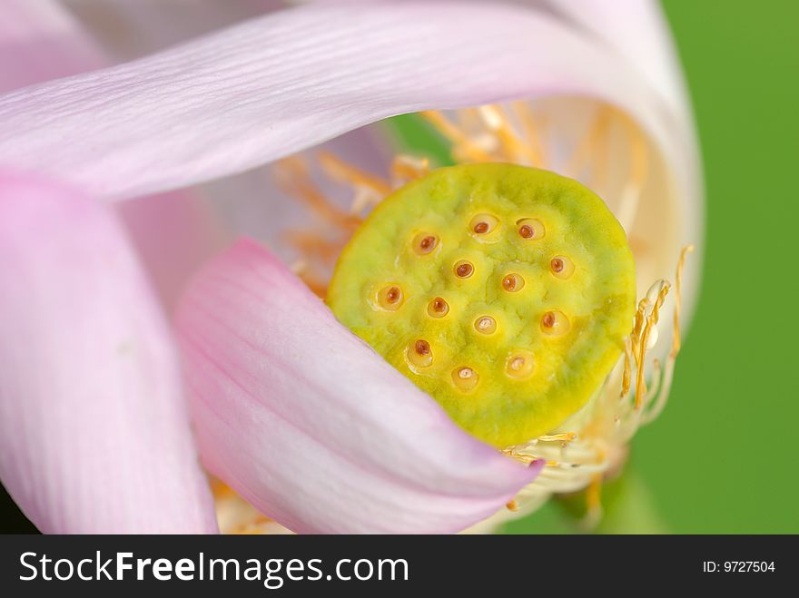 Lotus flower close up shot
