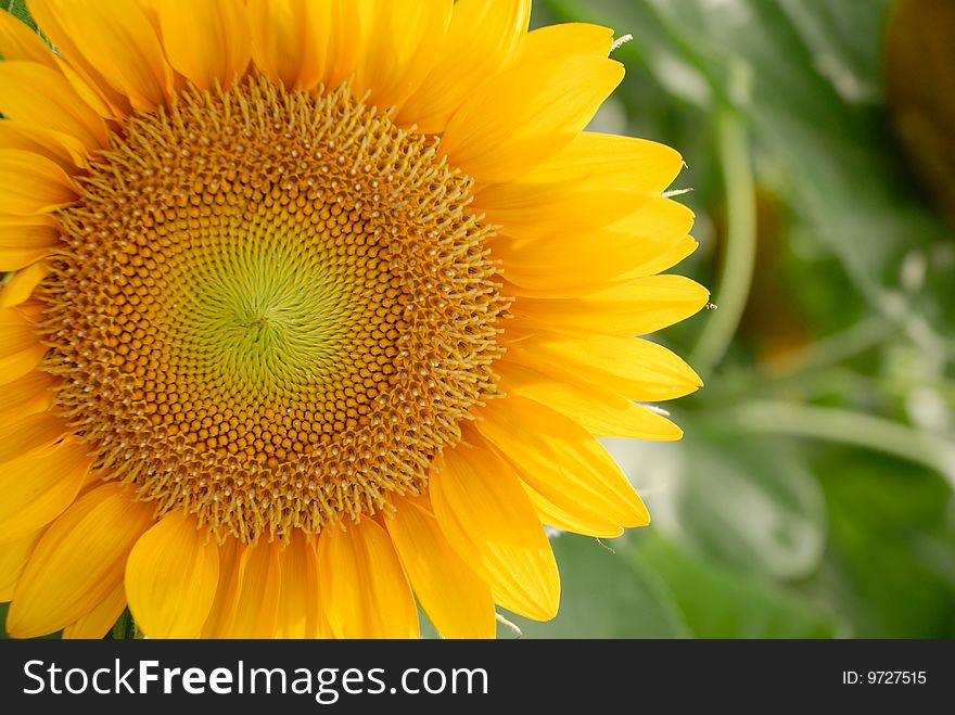 A close up shot of sunflower