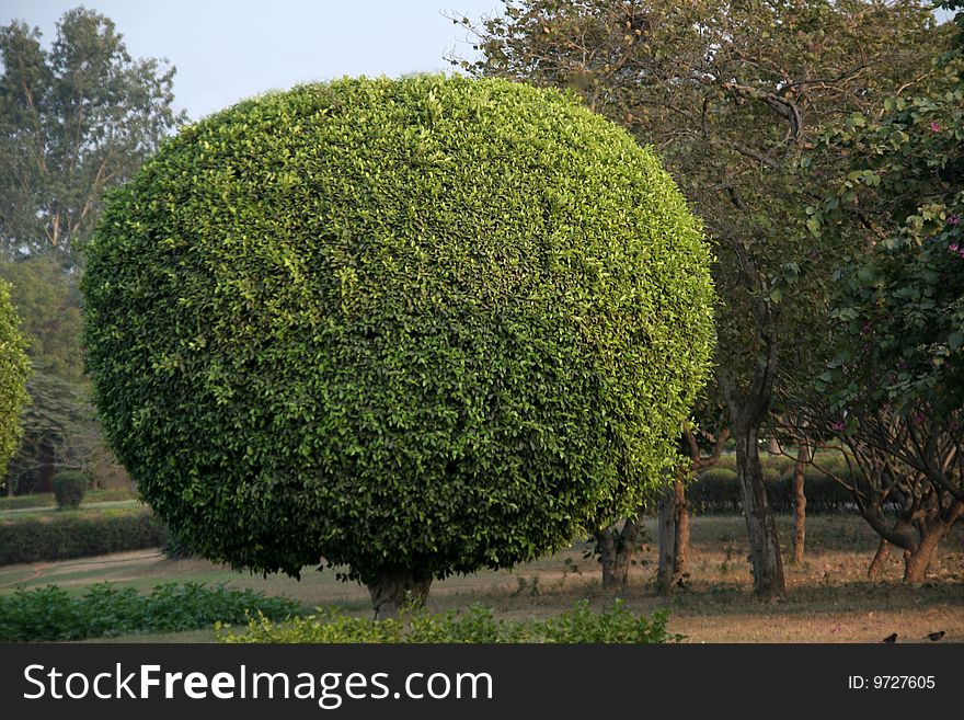 Decorative trimming of tree in the shape of a ball. Decorative trimming of tree in the shape of a ball