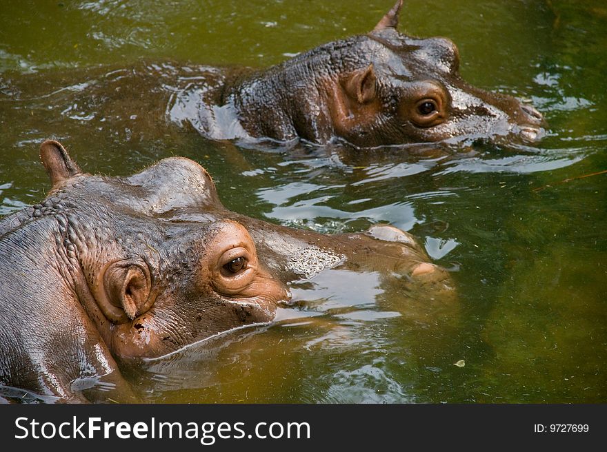 Two hippopotamuses sail in green and turbid water