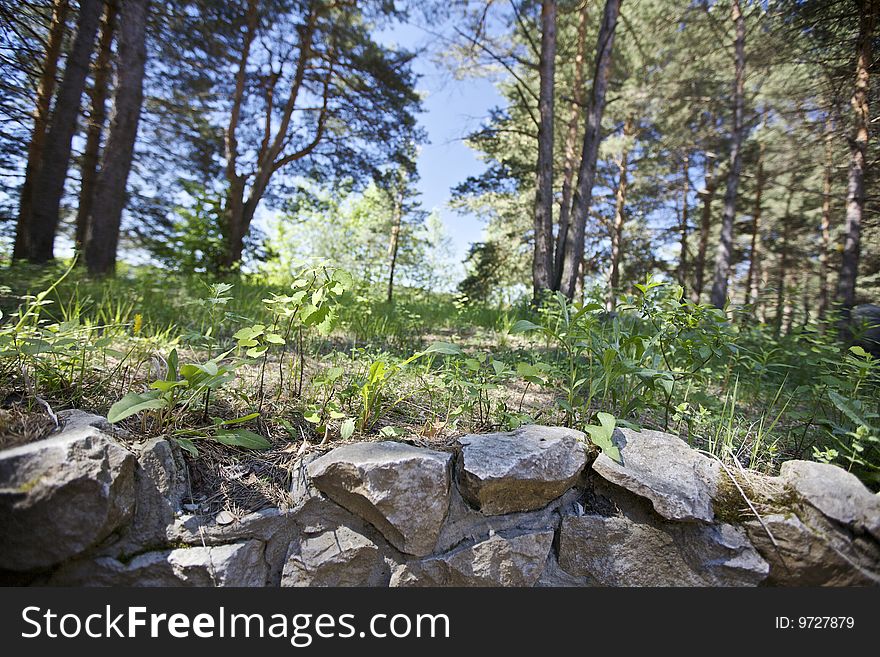 You can see stones and grass close front, in background - trees of forest