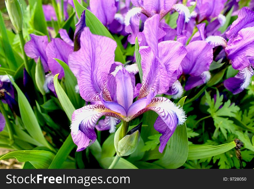 Mythical beauty of macroshooting of a gentle iris