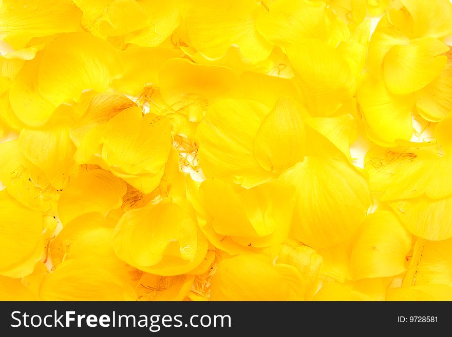 Background from bright yellow petals