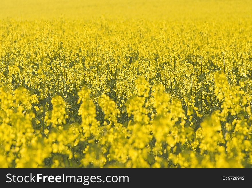 Endless field of yellow rape sunlit in summer landscape. Endless field of yellow rape sunlit in summer landscape