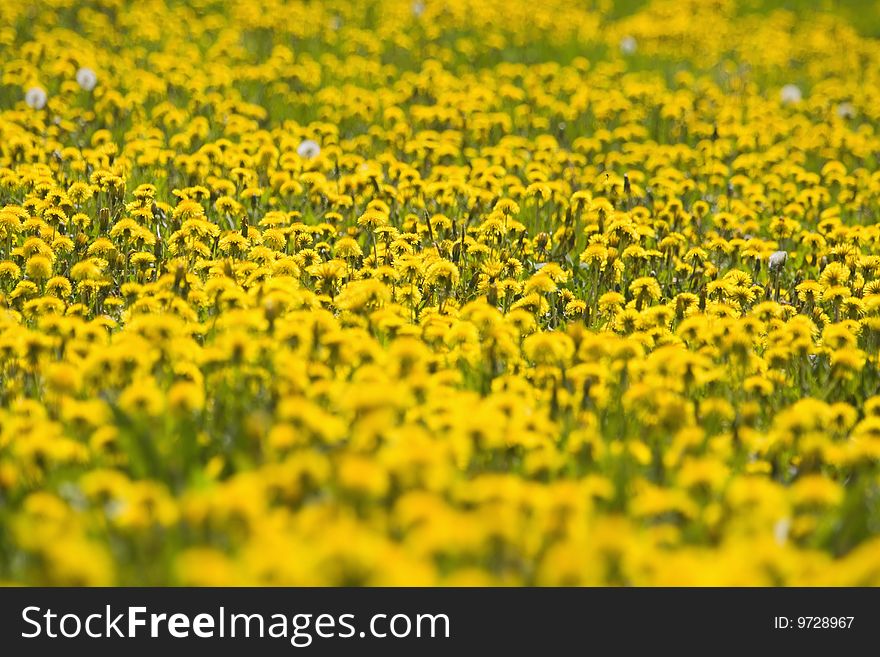 Field of blooming dandelion and grass in springtime bohemia czech republic. Field of blooming dandelion and grass in springtime bohemia czech republic