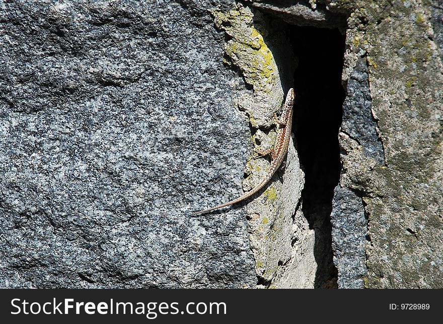 Small lizard on gray stone at sunlight. Small lizard on gray stone at sunlight