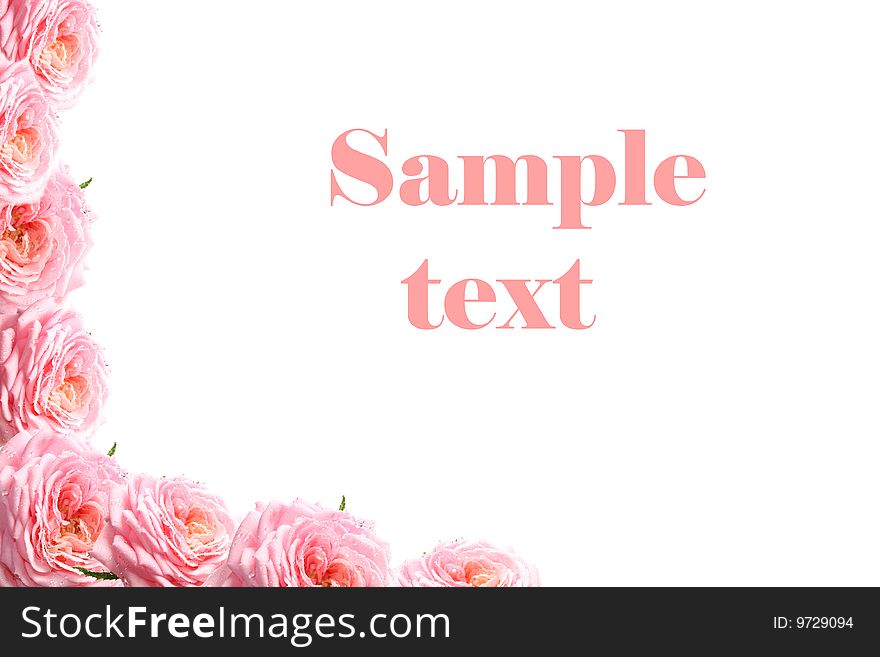 Roses on a white background, it is isolated, sample text