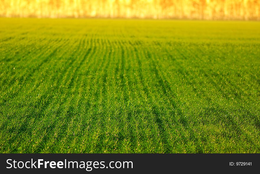 Green field wheat, rural landscape, bright sunny day