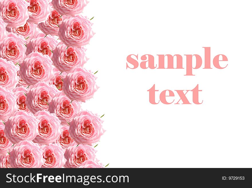 Roses on a white background, it is isolated, sample text