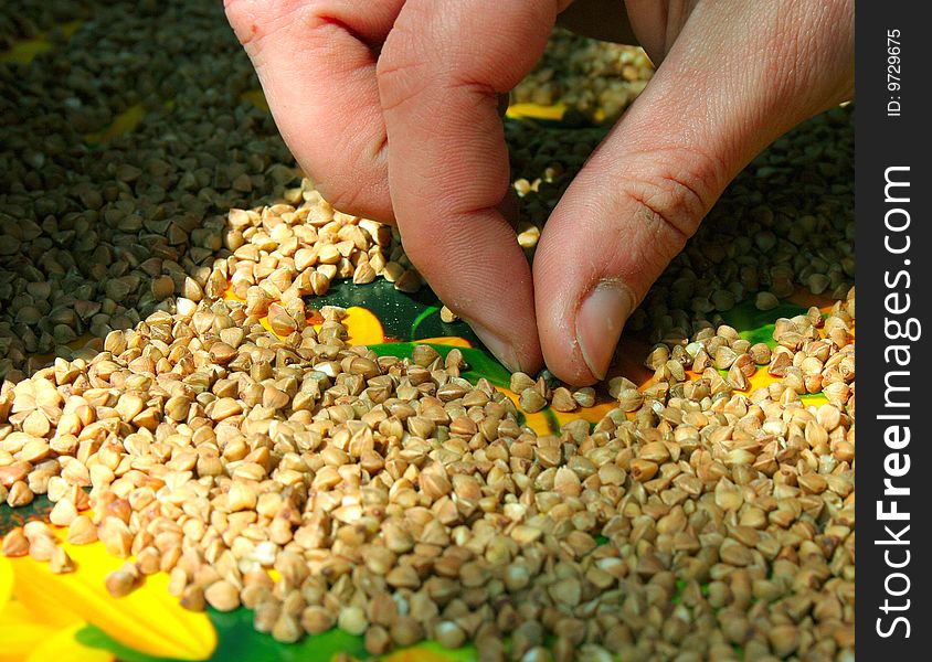 A man sorts out buckwheat the hands not automatically. A man sorts out buckwheat the hands not automatically