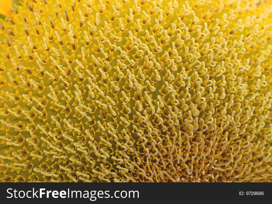 A sunflower close up shot