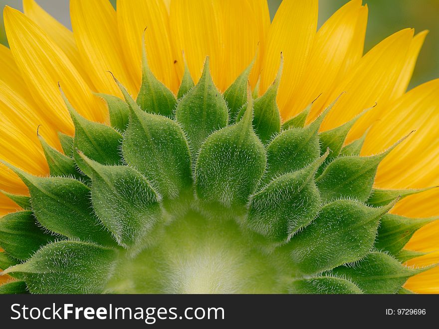 Back marco shot of sunflower