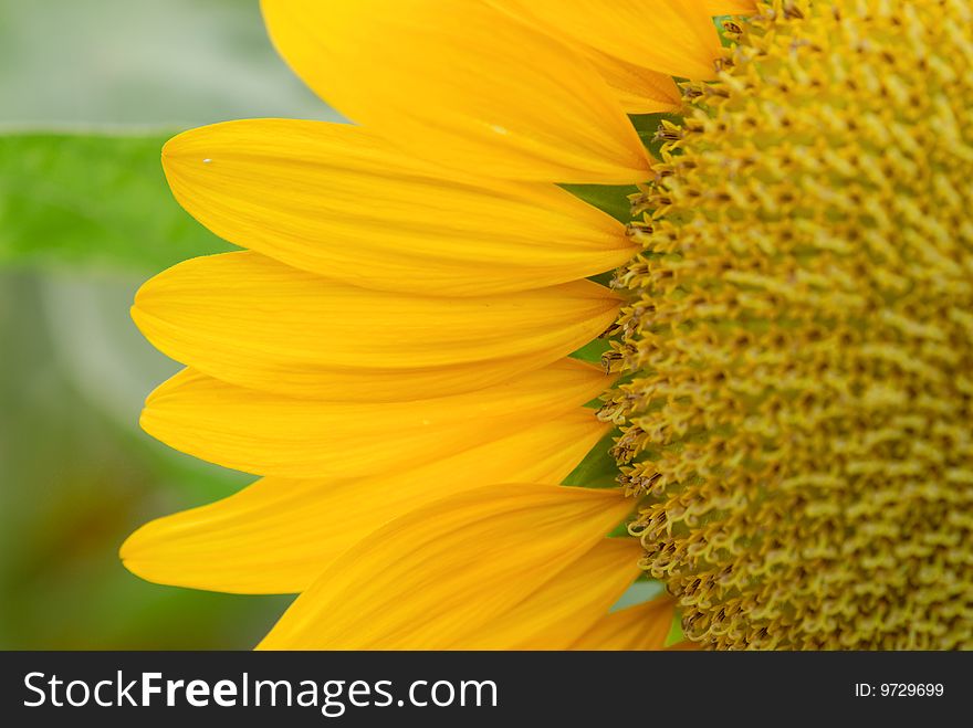A close up shot of sunflower