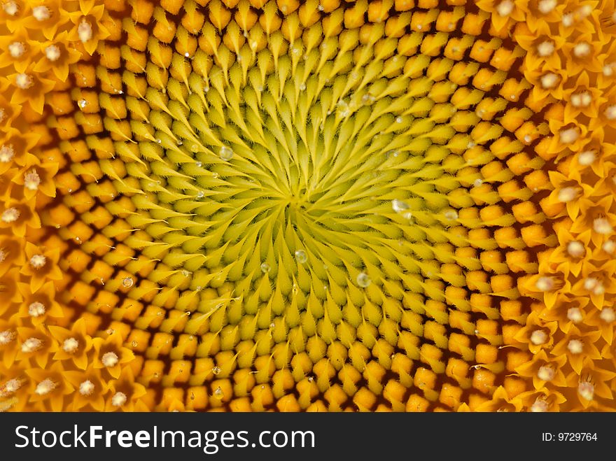 A sunflower close up shot