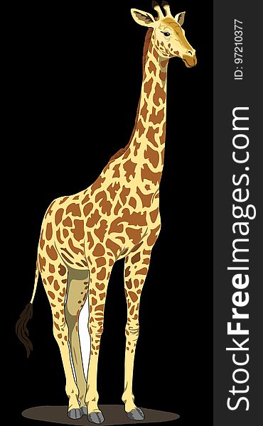 Giraffe, Terrestrial Animal, Giraffidae, Wildlife